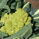 Chou-fleur 'Romanesco Natalino'