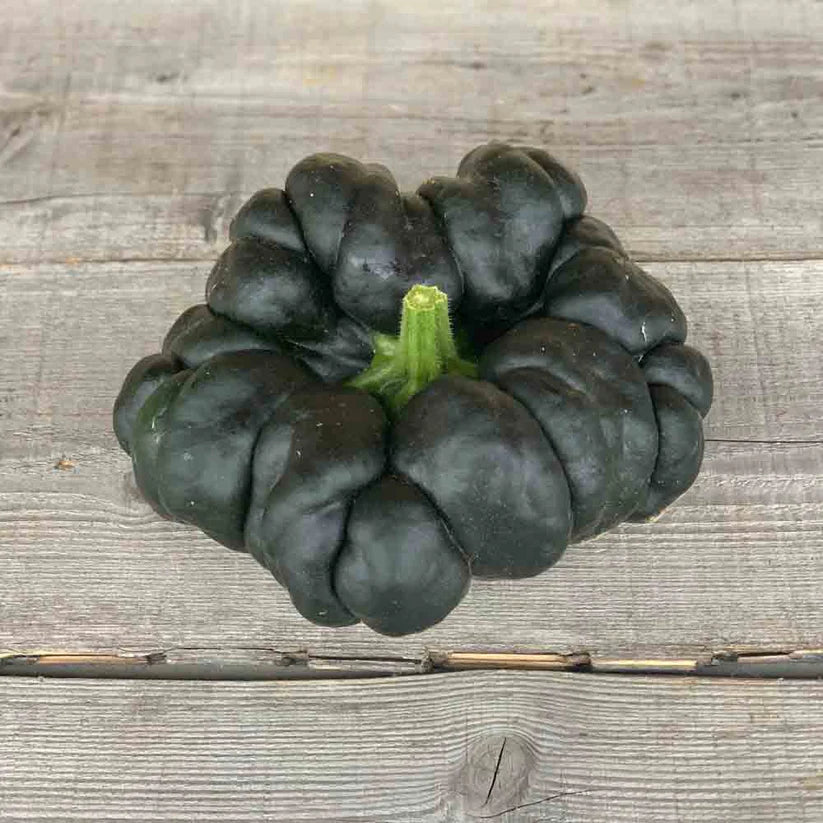 Butternusskürbis 'Heipijiangbinggua'