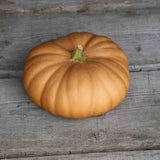 Kürbis 'Tan Cheese'