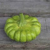 Butternusskürbis 'Yuxijiangbinggua'