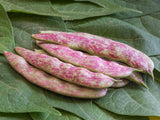 Buschbohne 'Sanguigno 2'