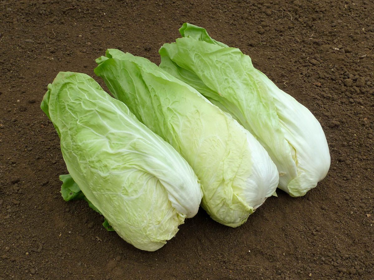 Zichorie 'Zuckerhut'