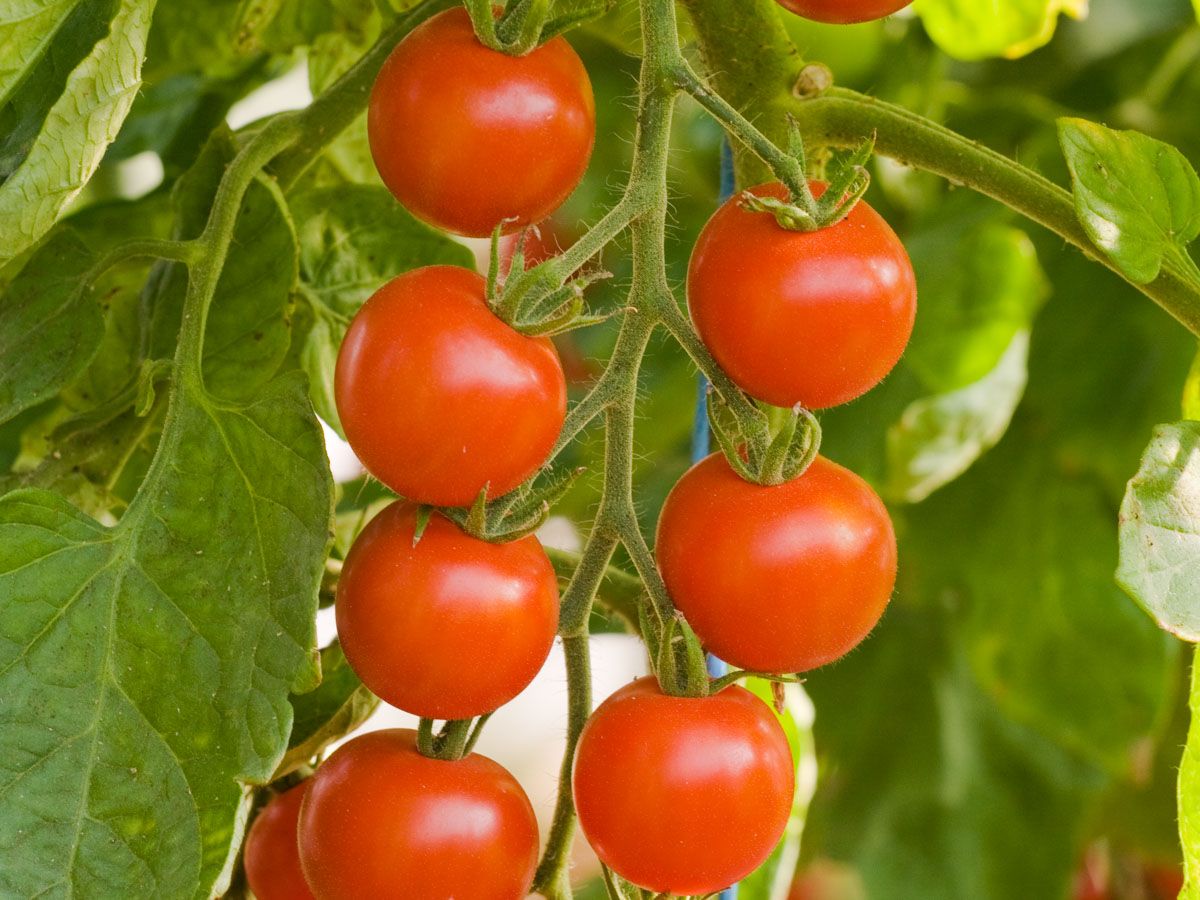 Tomate 'Zuckertraube'