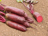 Rote Bete 'Foniro'