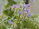 Borage