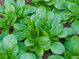 Lamb's Lettuce 'Elan'