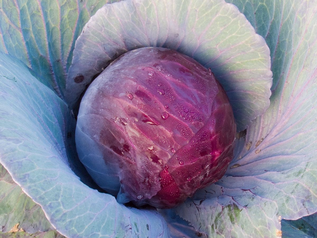 Rotkohl 'Granat'
