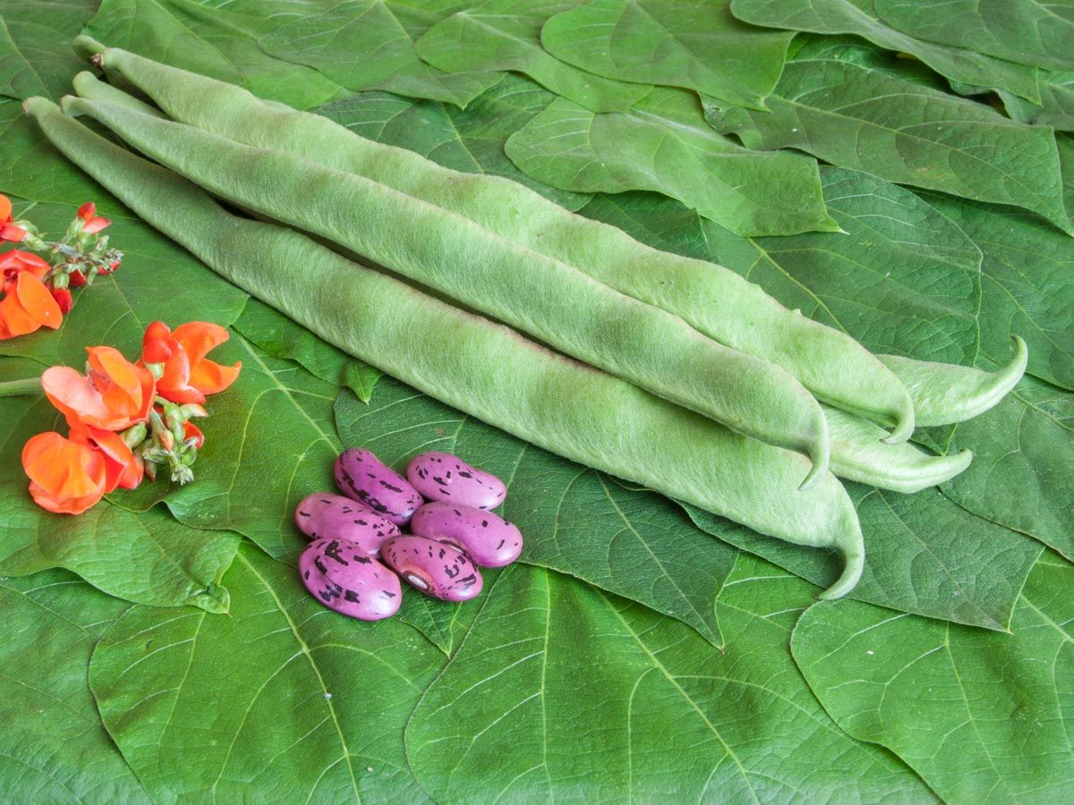 Feuerbohne 'Preisgewinner'