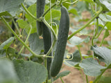 Cucumber 'Arola'