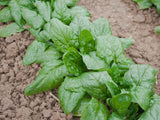 Spinat 'Winterriesen' / 'Verdil'