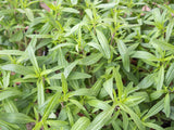 Summer Savory 'Saturn'