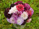 Scabiosa odorante 'Mélange coloré'