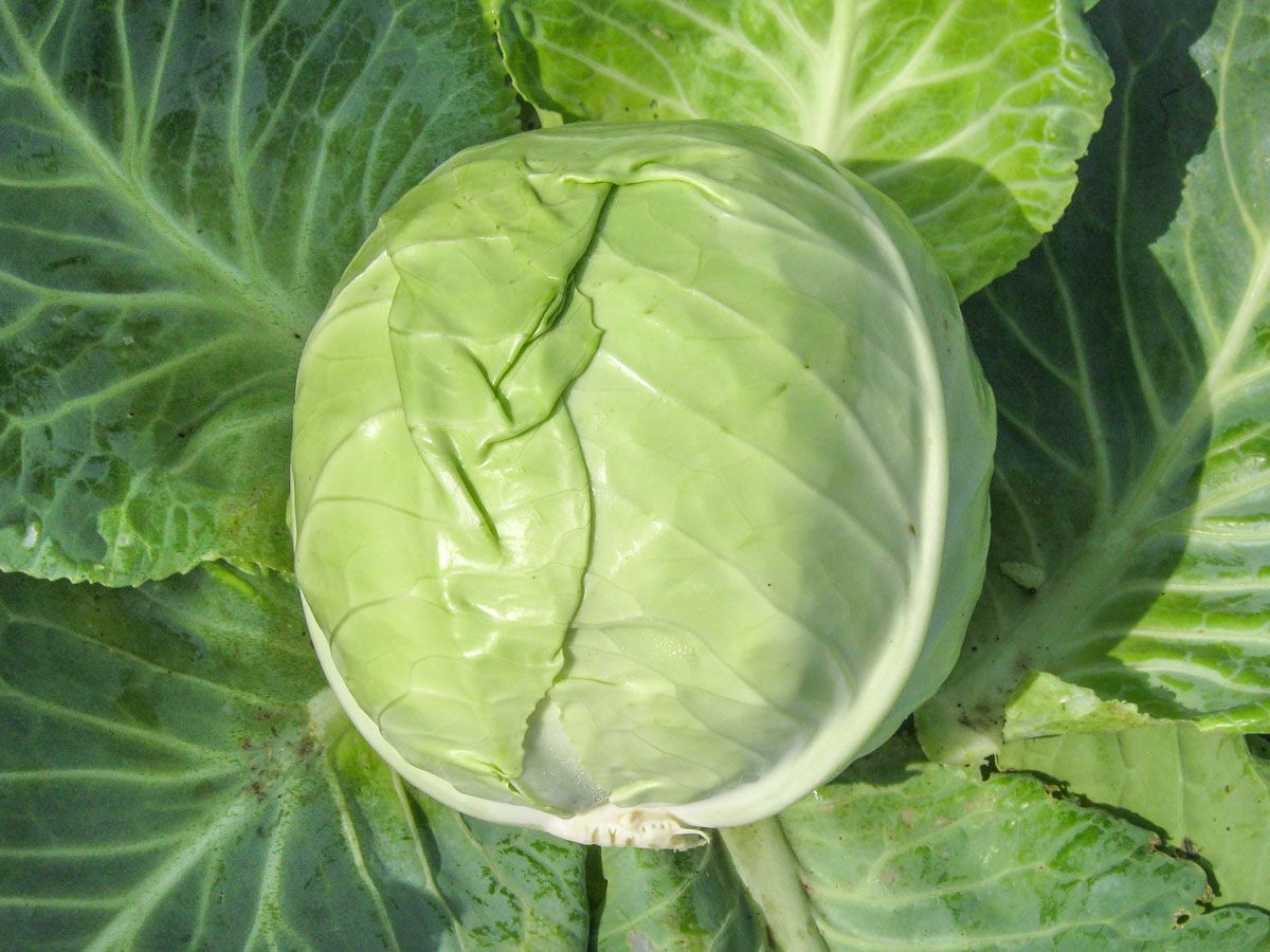Weißkohl 'Nagels Frühweiß'