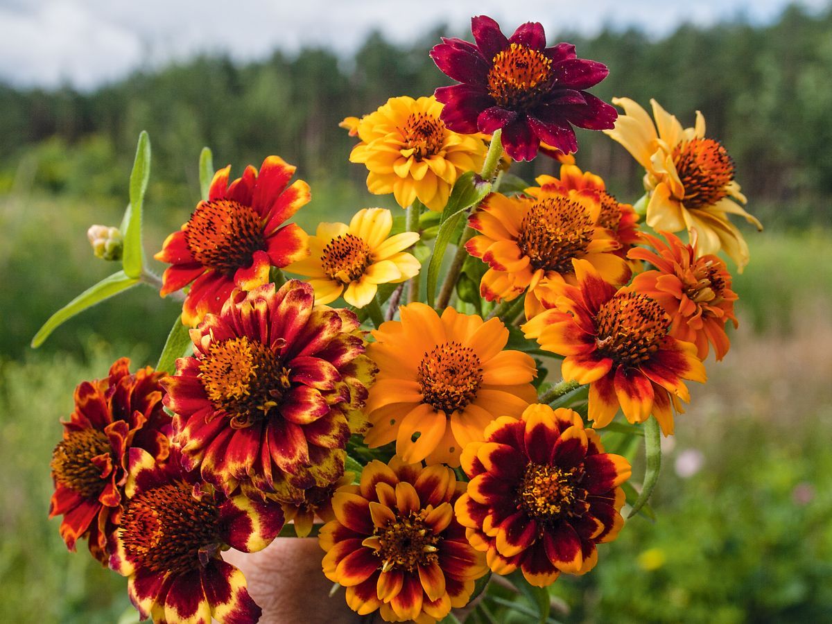 Zinnia angustifolia ‘Mexican Mix’