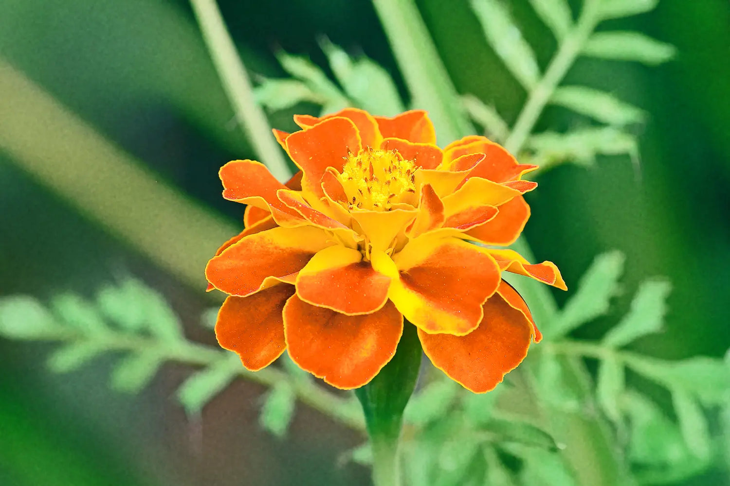 Marigold 'French Marigold'