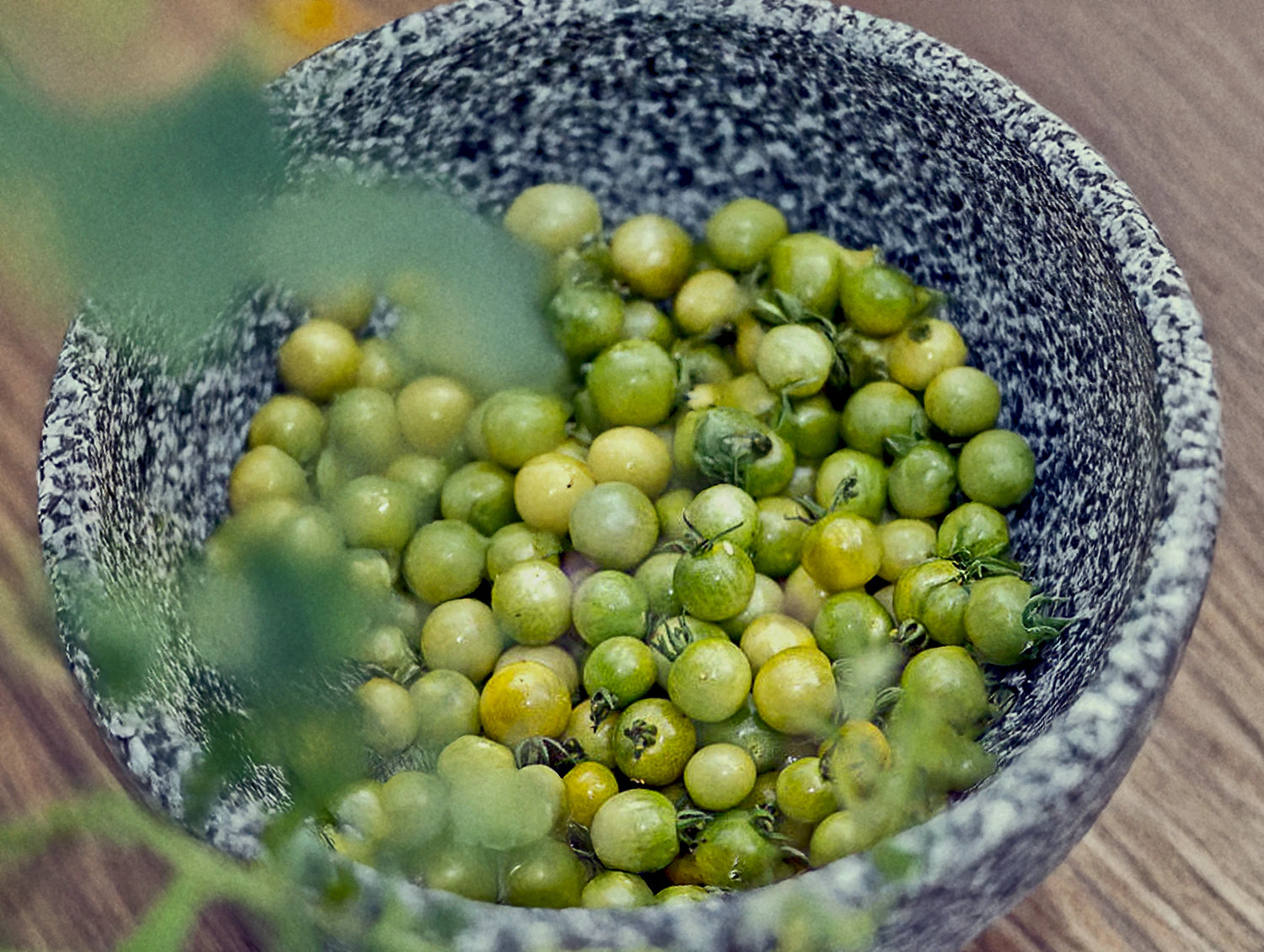 Tomate 'Green Doctor's Frosted'