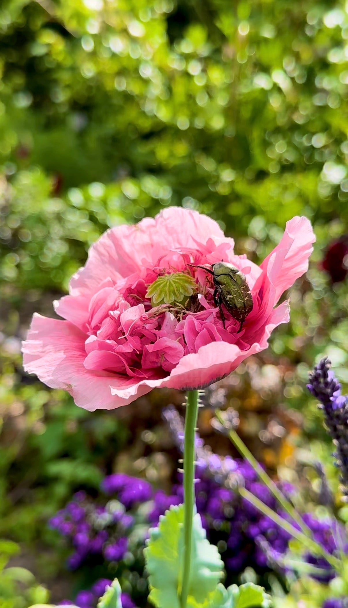 Carte cadeau Heirbloom