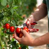 FELCO 321 Ernteschere