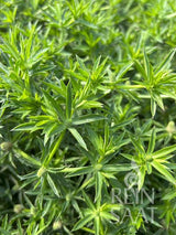 Sägezahnkoriander / Culantro