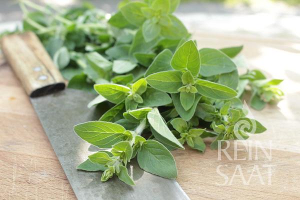 Oregano 'Pantokrator'