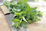 Oregano 'Pantokrator'