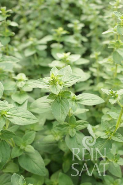 Oregano 'Pantokrator'