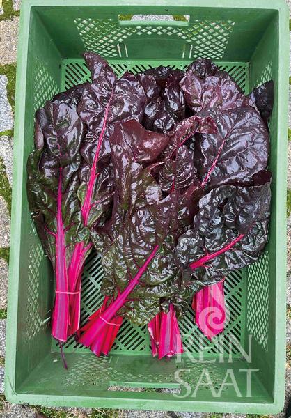 Mangold 'Five Colours Violet'