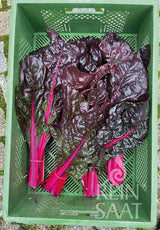 Bette à carde 'Cinq Couleurs Violettes'