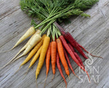 Karotte 'Karussell'