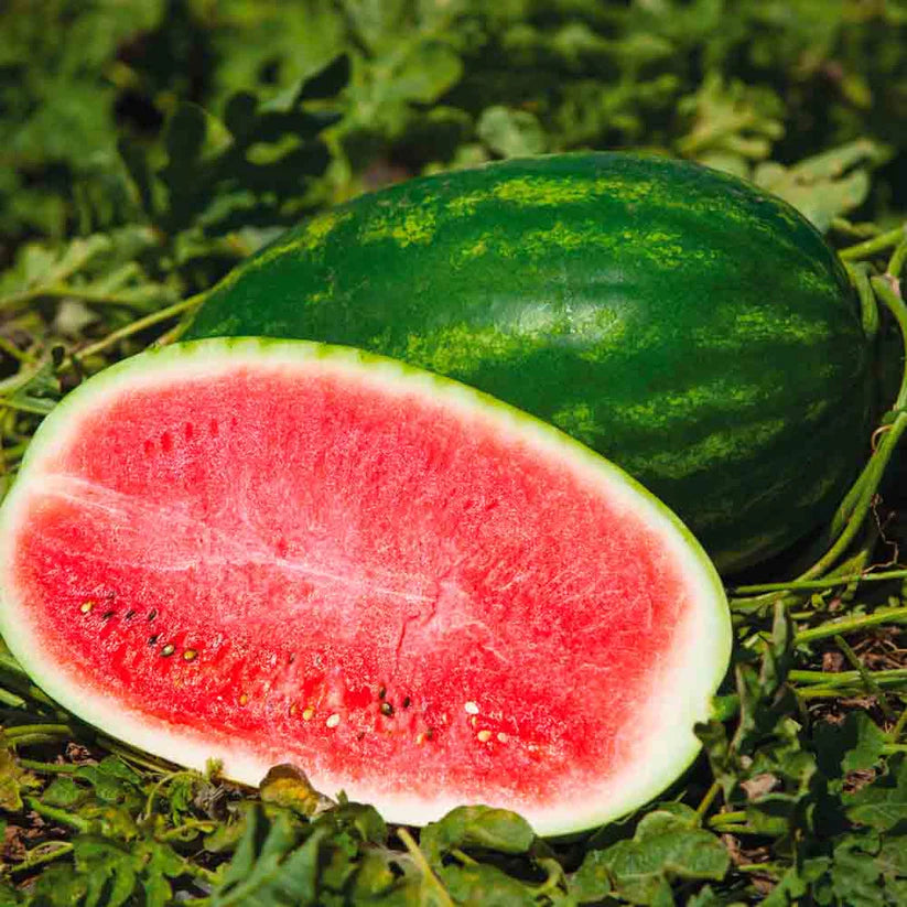 Wassermelone 'Charleston Gray'