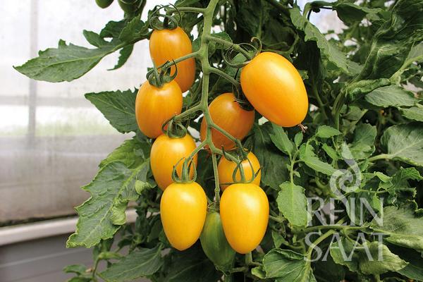 Tomate 'Artisan Tiger Mix'