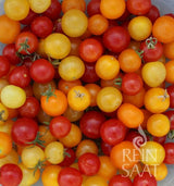 Mélange de tomates « Colorful Pot Mix »