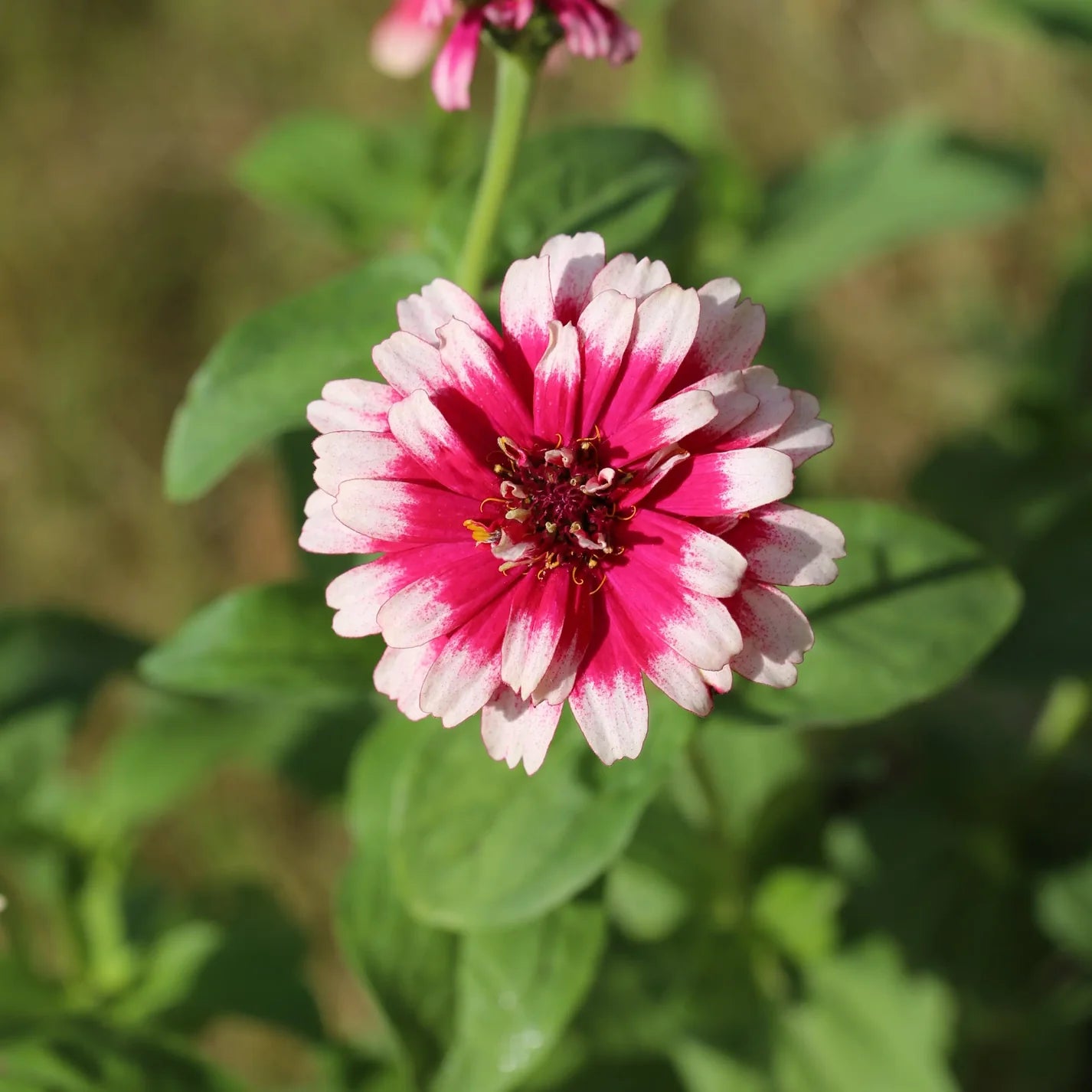 Zinnia 'Mazurkia'