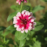 Zinnia 'Mazurkia'