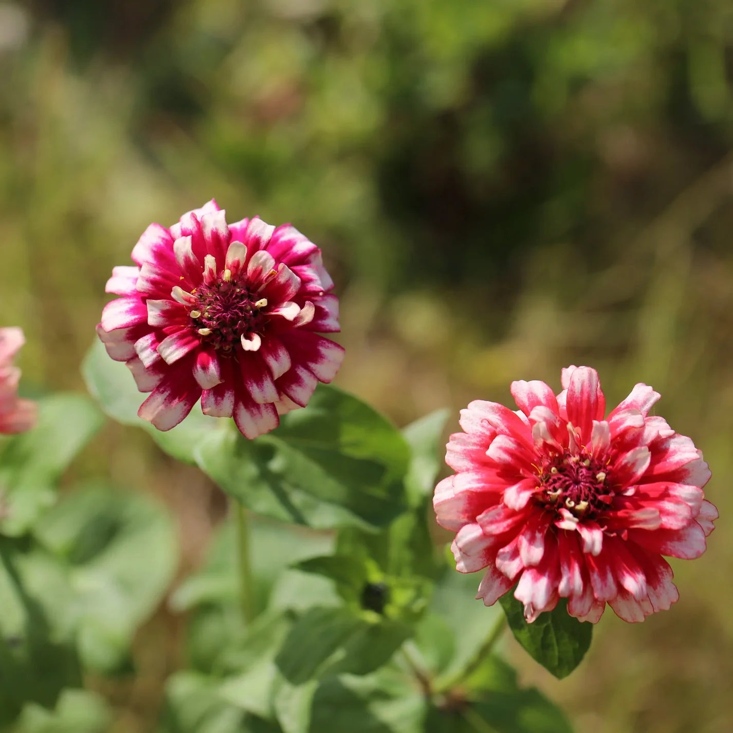 Zinnia 'Mazurkia'