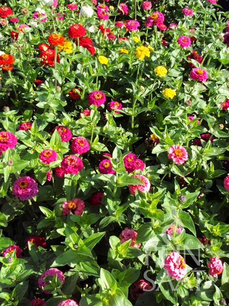 Zinnia 'Sunbow Mix'