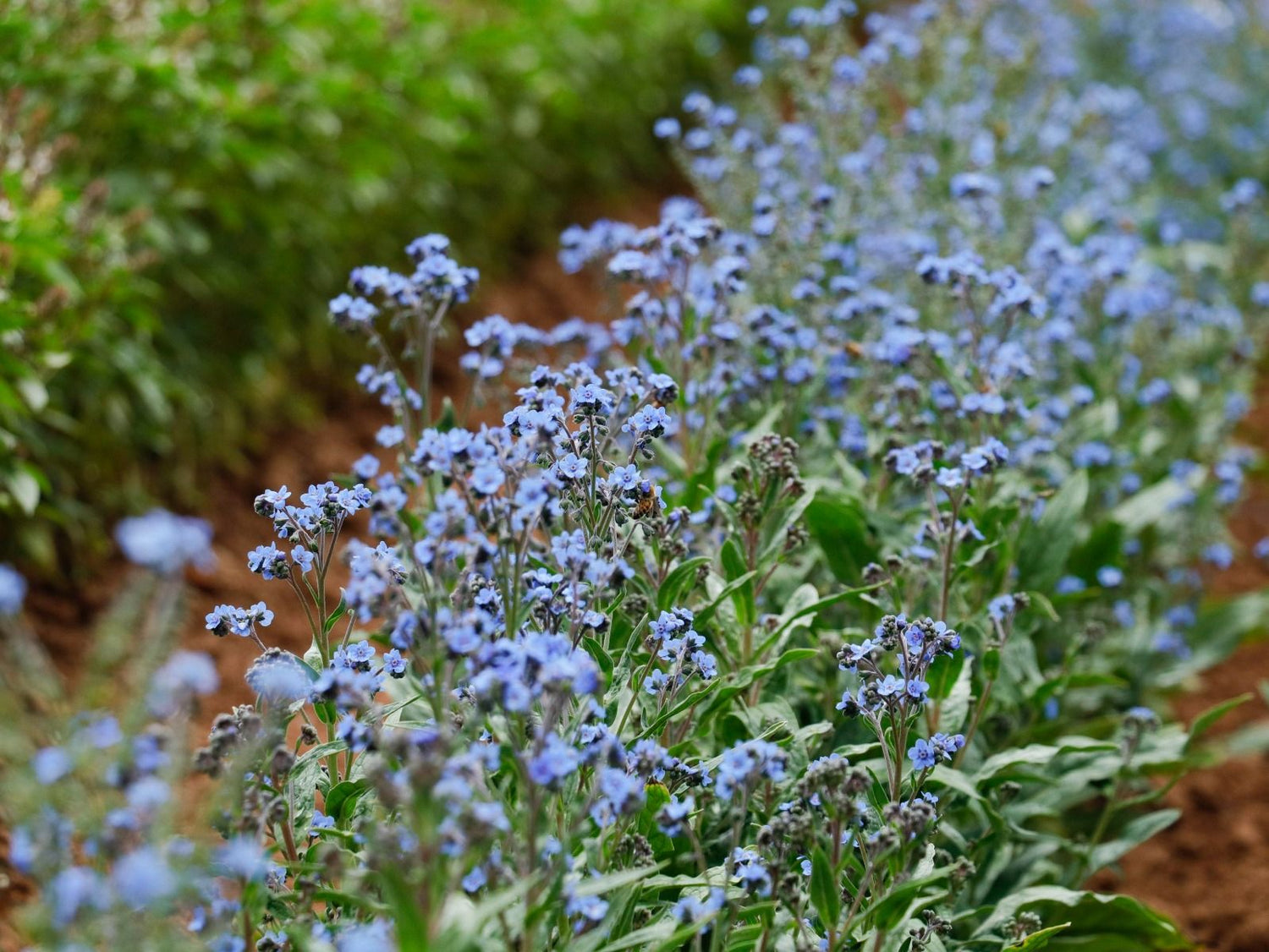 Chinese Forget-Me-Not