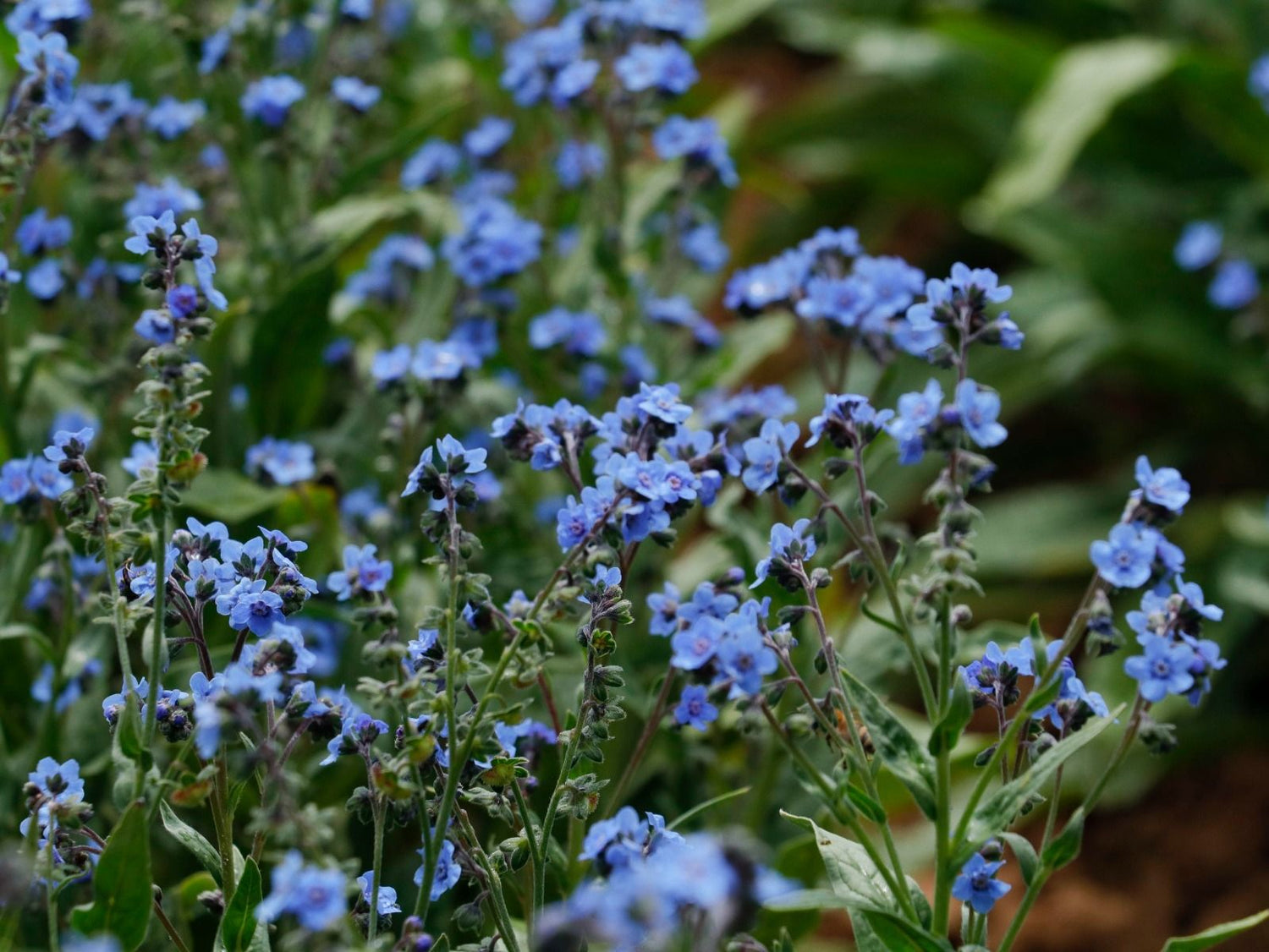 Chinese Forget-Me-Not