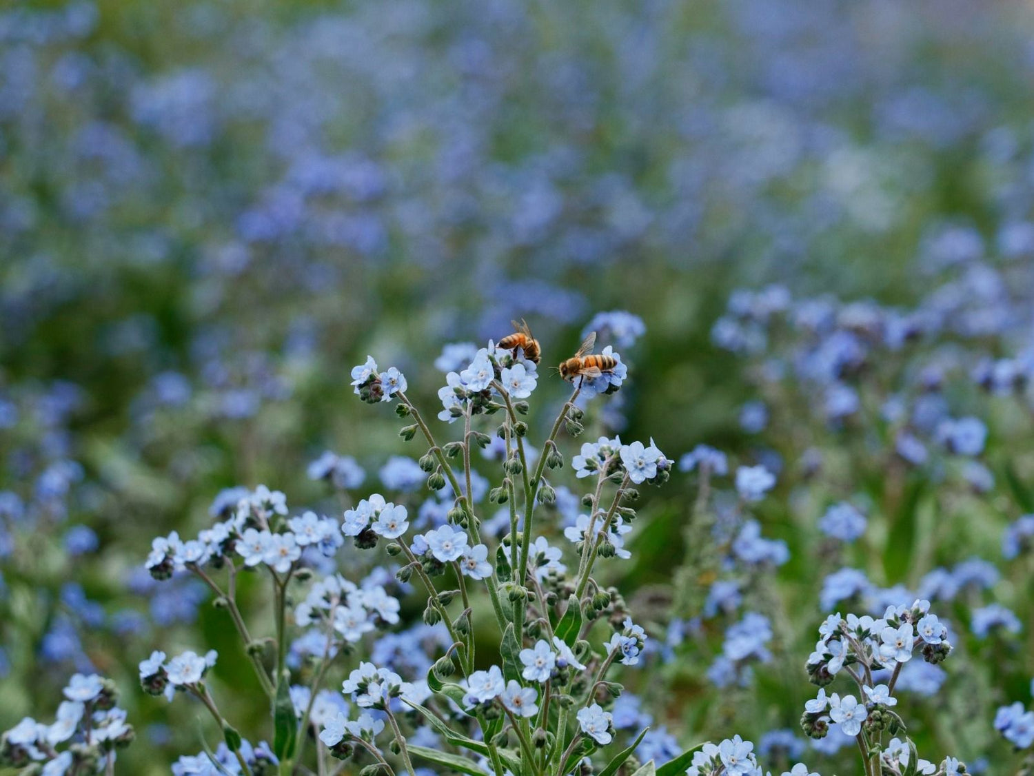 Chinese Forget-Me-Not