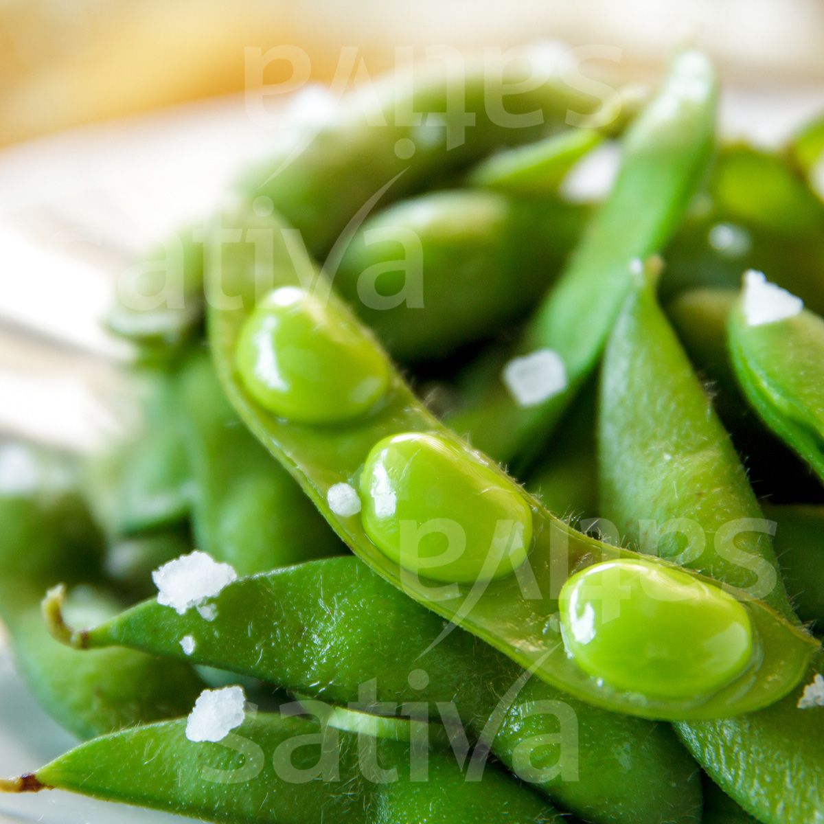Edamame Sojabohne 'Chiba Green'