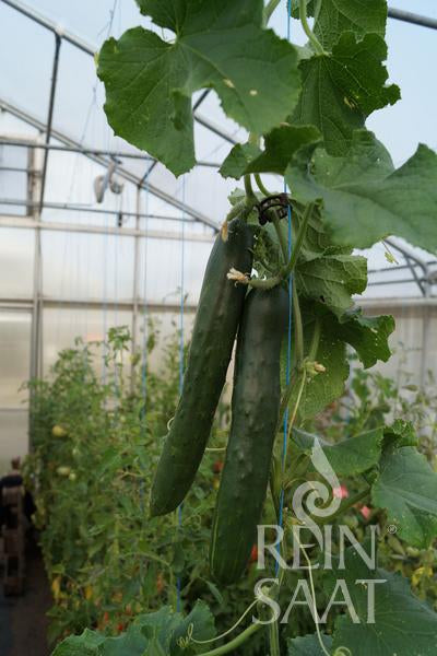 Gurke 'Shintokiwa'