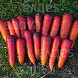 Carotte 'Rouge Sang'