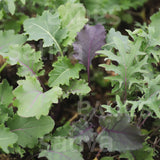 Grünkohl 'Babykale'