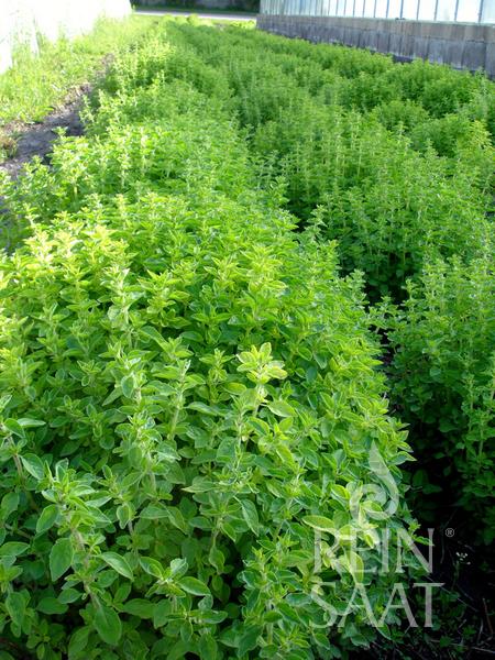Oregano 'Samothrake'