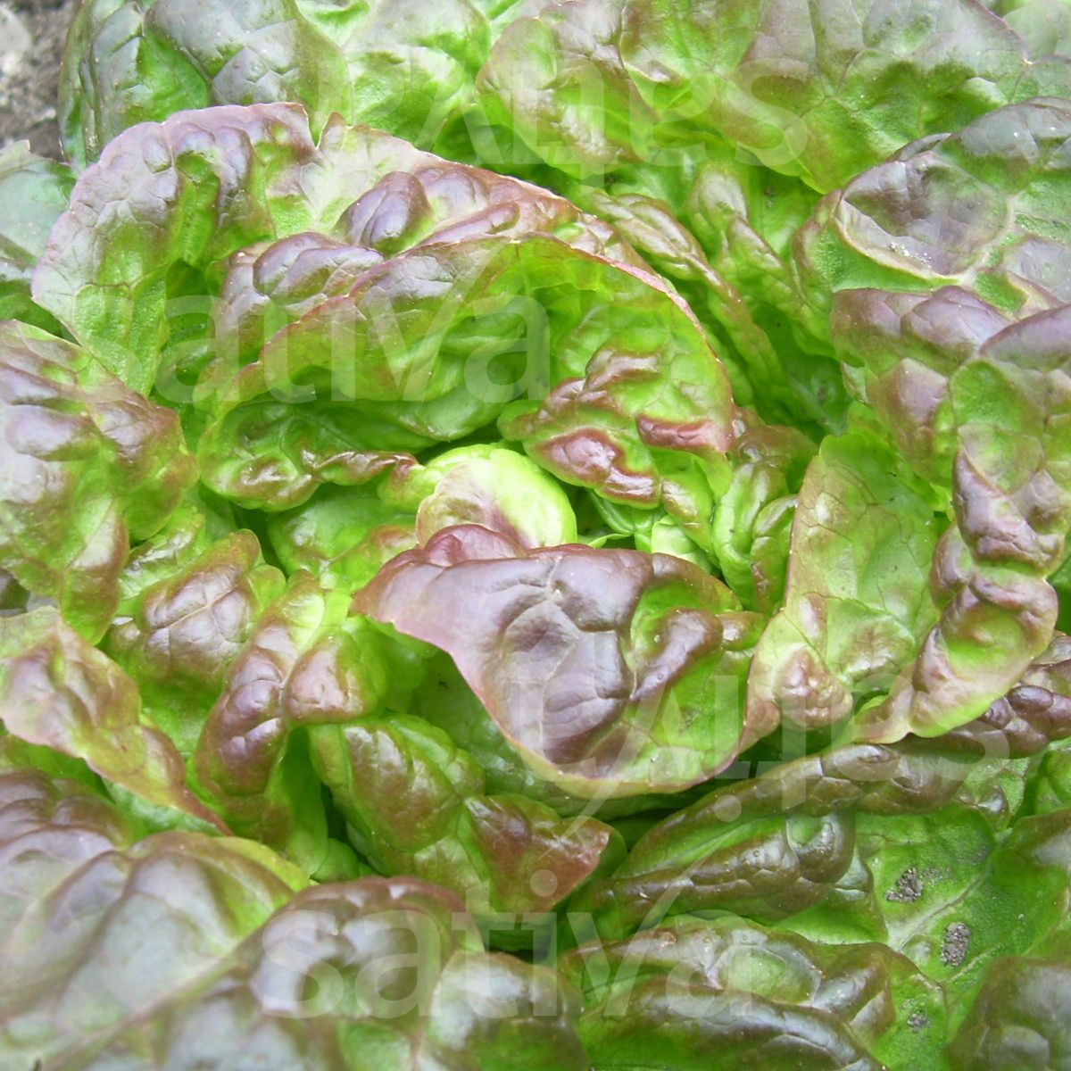 Kopfsalat 'Baquieu'
