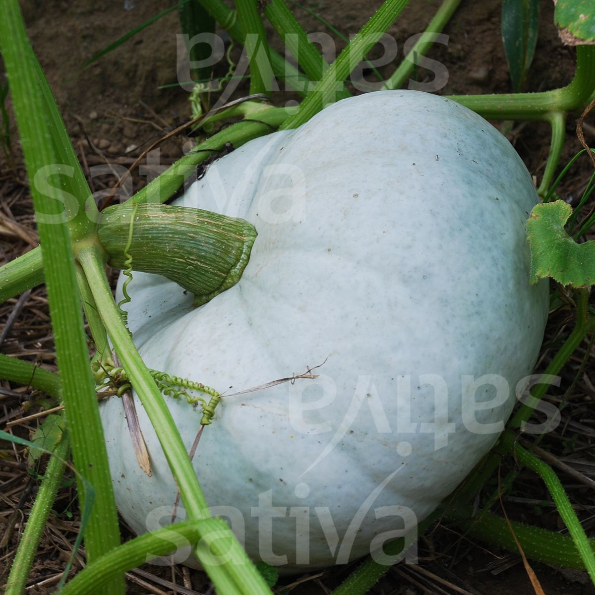 Pumpkin 'Hungarian Blue'