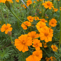 Organic Tagetes (French Marigold) seeds – vibrant orange and yellow blooms, easy to grow for companion planting, heirloom quality from Heirbloom.