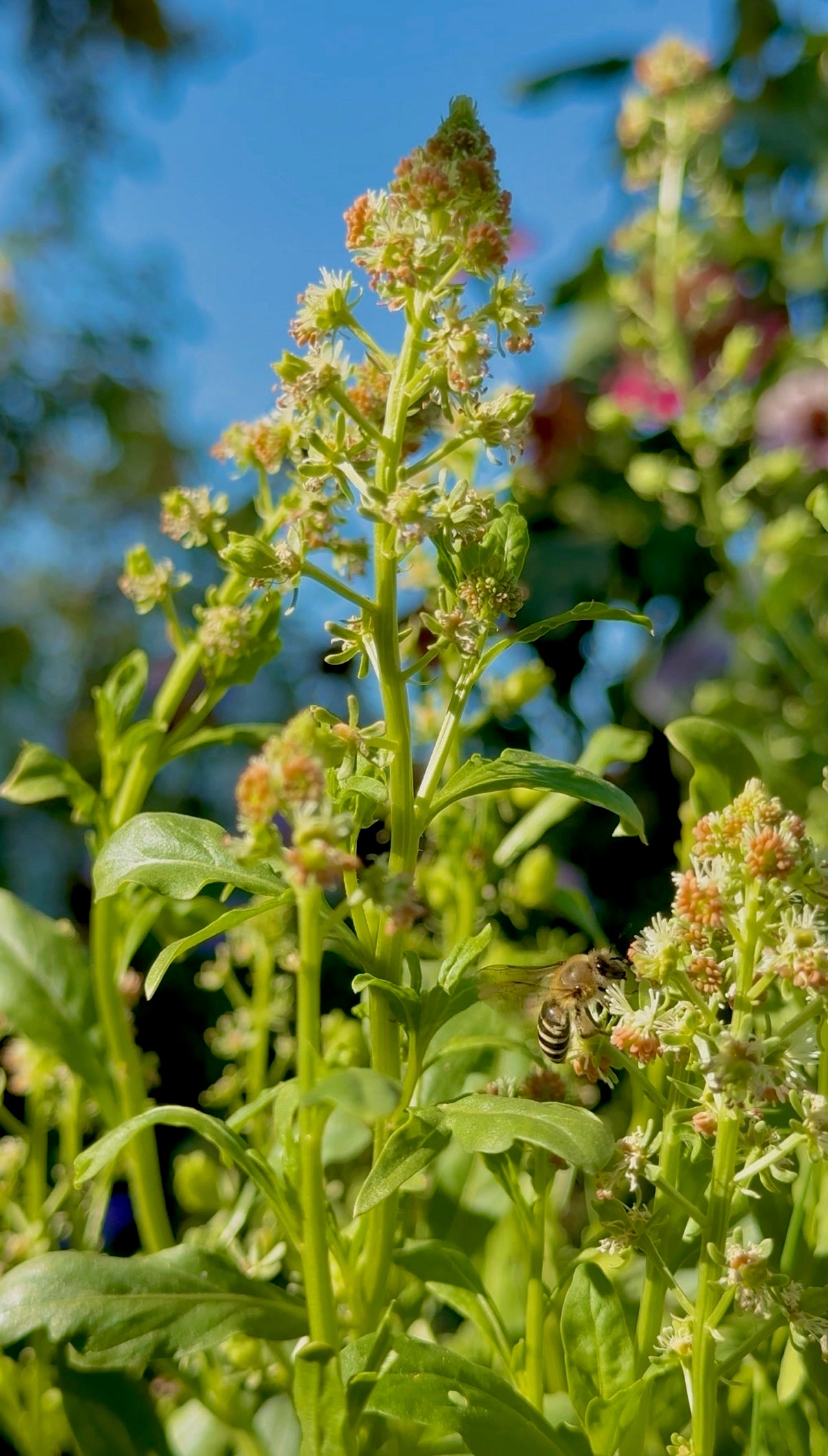 Organic Mignonette seeds (Reseda odorata) – highly fragrant heirloom flowers, once beloved in European cottage gardens, now rare but perfect for pollinator-friendly borders.