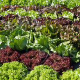 Salat 'Bunter Blattsalat-Mix'