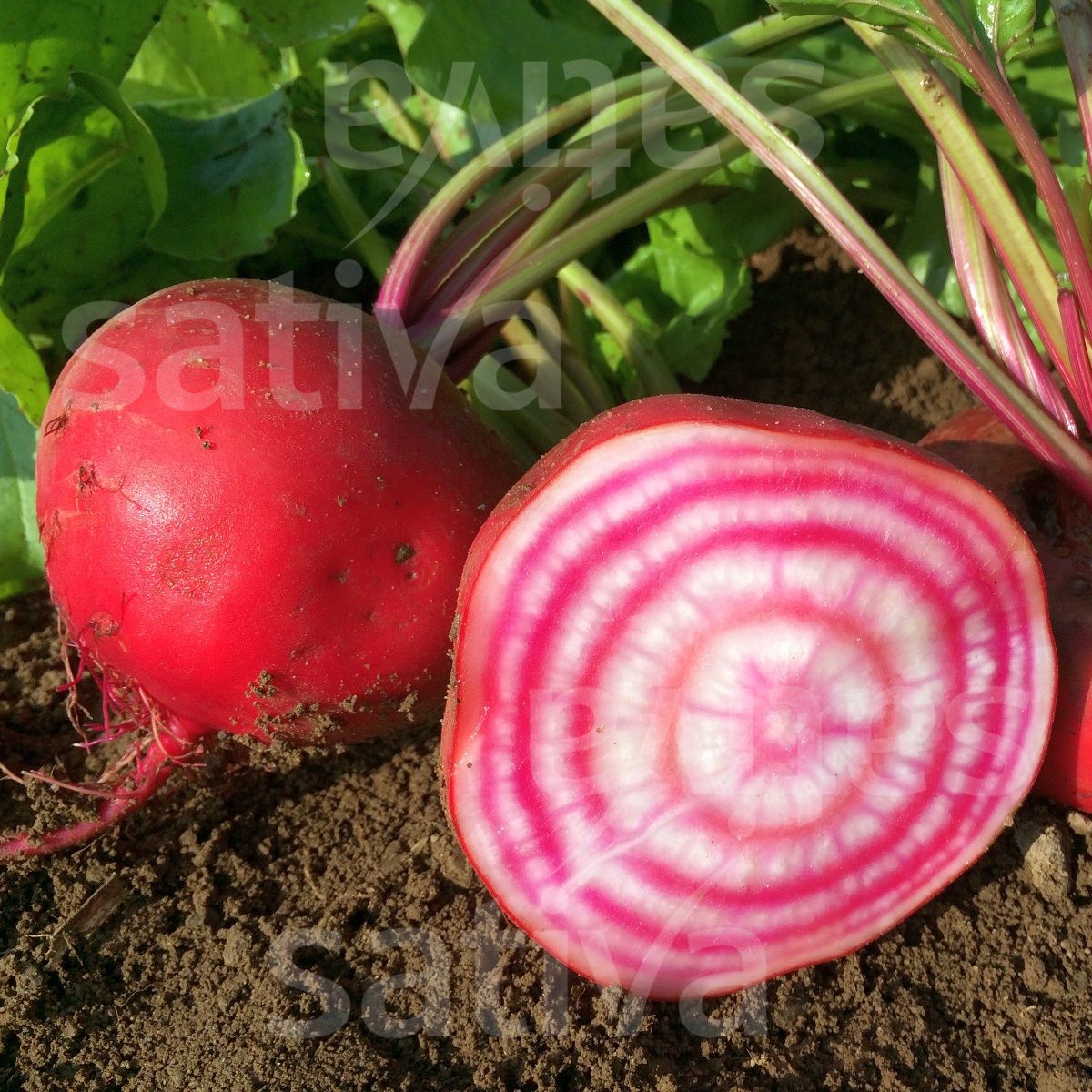 Rote Bete 'Chioggia'